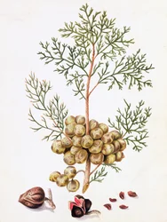 Cipresblad en noten
