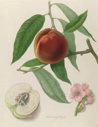 Nectarine: Neals vroege paarse