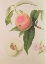 Noblesse Perzik