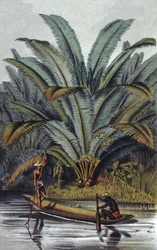 Palmboom