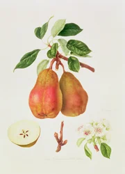 De Chaumontelle Peer, 1818