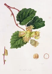 De Cob Nut, 1816