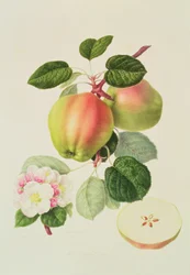 De Nederlandse Codlin, 1820