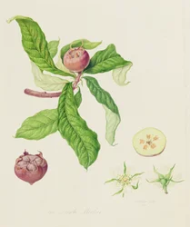 De Nederlandse Mispel, 1816