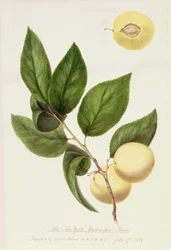 De New York Washington Pruim, 1821