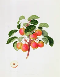 De Tartaarse wilde appel, 1819