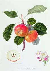 De Trumpington Appel, 1819