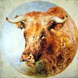 Hoofd van een Longhorn koe
