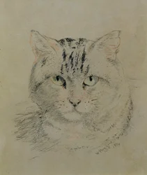 Cyperse Kat, 1874