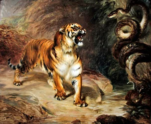 Tijger en python