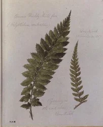 Gewone stekelvaren, geschilderd in Brantwood, 30 november 1857