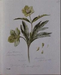 Groene Helleborus, geschilderd in Brantwood