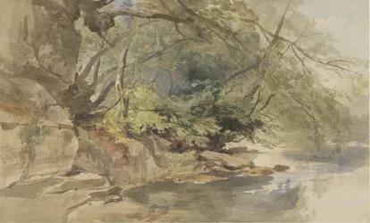 Gezicht in Stapleton Wood, bij Bristol