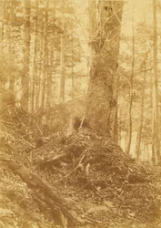 Zonder titel, uit de portfolio The Forest: Adirondack bossen