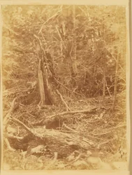 Zonder titel, uit de portfolio The Forest: Adirondack bossen