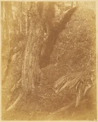 Zonder titel, uit de portfolio The Forest: Adirondack bossen