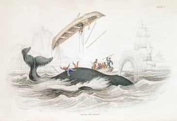 Harpoeneren van een Groenlandse Walvis die een van de aanvallende boten heeft omgegooid, 1837