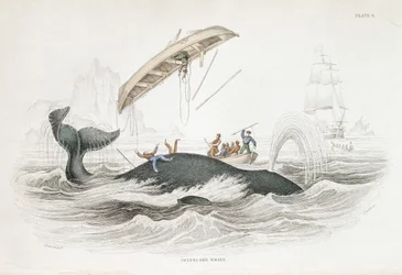 Harpoeneren van een Groenlandse walvis die een van de aanvallende boten heeft omgegooid. Uit William Jardine The Naturalist