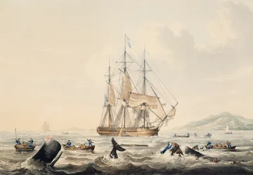 Walvisvangst in de Zuidzee, gravure door William John Huggins