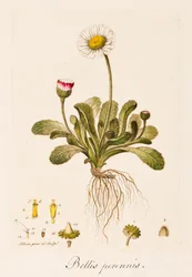 Bellis perennis, Madeliefje