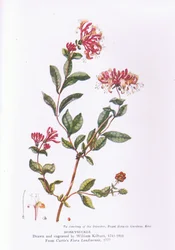 Kamperfoelie, Natuur in Groot-Brittannië gepubliceerd door Collins, 1946
