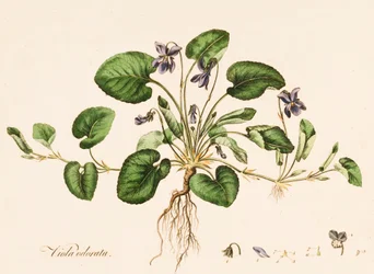 Viola odorata, Zoete Viooltje, c1770-1790