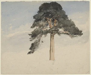 Schotse dennenboom