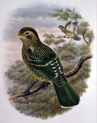 Ailuroedus Crassirostris, Groene Katvogel (kleur litho)