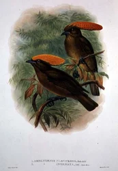 Amblyornis Flavifrons (kleur litho)