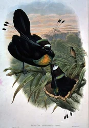Arfak Zesdradige Paradijsvogel