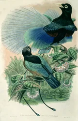 Blauwe paradijsvogel (kleur litho)