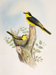 Bruinromp Minivet (Pericrocotus cantonensis), lithografie uit Birds of Asia
