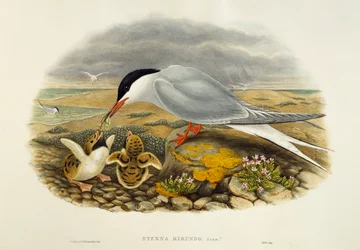 Visdief (Sterna hirundo), lithografie uit Birds of Great Britain