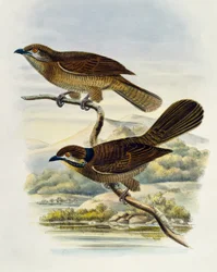 Dwergkoël (Microdynamis parva), gravure door William Matthew Hart, Verenigd Koninkrijk