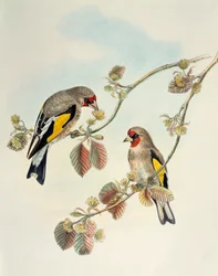 Europese Putter (Carduelis carduelis caniceps), lithografie uit Birds of Asia
