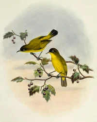 Goudbuikbrilvogel (Zosterops uropygialis), gravure door William Matthew Hart, Verenigd Koninkrijk