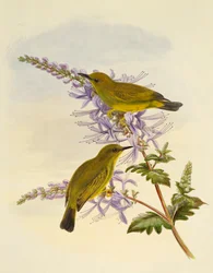 Grijskeelwitoog (Zosterops rendovae), gravure door William Matthew Hart