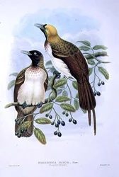 Paradisaea Quilielmi - Kleine paradijsvogel