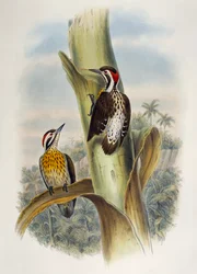 Filipijnse dwergspecht (Dendrocopos maculatus), lithografie uit Birds of Asia