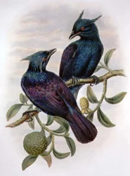 Phonygama Purpureiviolacea (kleur litho)