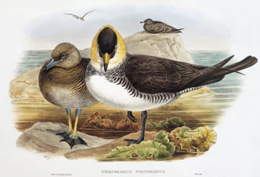 Middelste jager (Stercorarius pomarinus), lithografie uit Birds of Great Britain