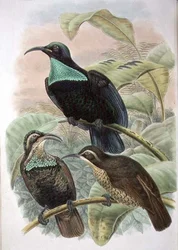 Ptiloris Paradiseus, geweerparadijsvogel