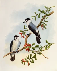 Stroomroodborst, Monachella muelleriana, gravure van William Matthew Hart (1830-1908), Verenigd Koninkrijk