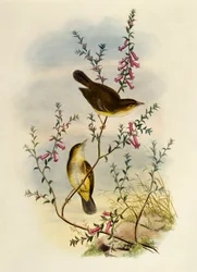 Witgevlekte Vliegenvanger (Pseudogerygone notata), gravure door William Matthew Hart, Verenigd Koninkrijk