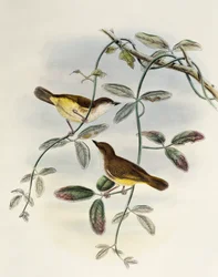 Geelbuikgerygone (Gerygone chrysogaster), lithografie uit Birds of Asia