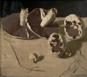 Paddenstoelen