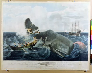 Het vangen van een potvis, gegraveerd door J. Hill
