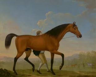 De Bay Hengst van de Hertog van Ancaster, Blank, Lopend Naar een Merrie