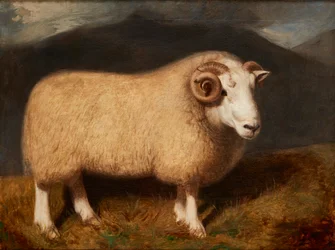 Een Cheviot Ram