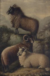 Drie Welshe schapen
